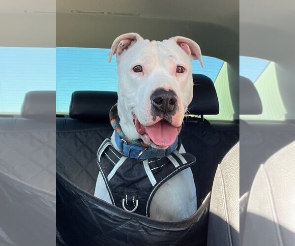 Medium Photo #11 American Pit Bull Terrier-Unknown Mix Puppy For Sale in phoenix, AZ, USA