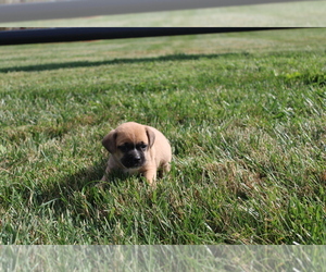 Puggle Puppy for sale in BLOOMINGTON, IN, USA