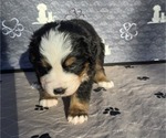 Small Photo #43 Bernese Mountain Dog Puppy For Sale in SALMON, ID, USA