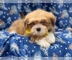Lhasa Apso Puppy for sale in LAKELAND, FL, USA