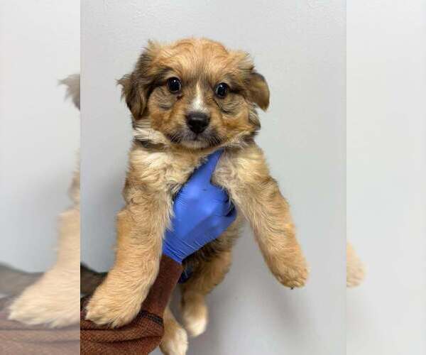 Medium Photo #2 Collie-Unknown Mix Puppy For Sale in New York, NY, USA