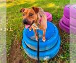 Small #1 American Staffordshire Terrier Mix