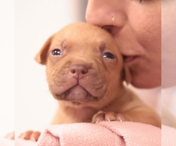 Medium Photo #16 Mutt Puppy For Sale in Philadelphia, PA, USA