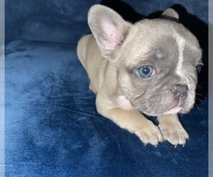 French Bulldog Puppy for sale in CERES, CA, USA