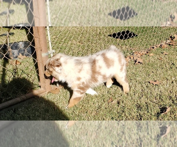 Medium Photo #19 Australian Shepherd Puppy For Sale in CLARKSVILLE, TX, USA