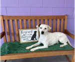 Small #1 Australian Shepherd-Colonial Cocker Spaniel Mix