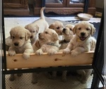 Image preview for Ad Listing. Nickname: Tyras puppies