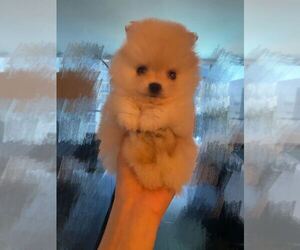Pomeranian Puppy for sale in SANTA ANA, CA, USA