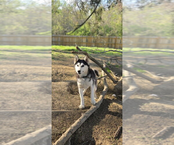 Medium Photo #6 Gerberian Shepsky Puppy For Sale in Aurora, IN, USA