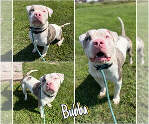 American Staffordshire Terrier Dogs for adoption in Pierceton , IN, USA