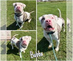 Small American Staffordshire Terrier