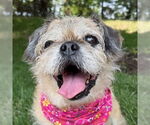 Small #9 Shih Tzu Mix