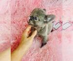 Small #23 French Bulldog