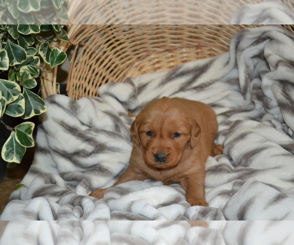 Medium Photo #21 Golden Retriever Puppy For Sale in GREENWOOD, WI, USA