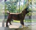 Puppy Puppy 4 Akita