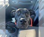 Small #16 Labrador Retriever Mix