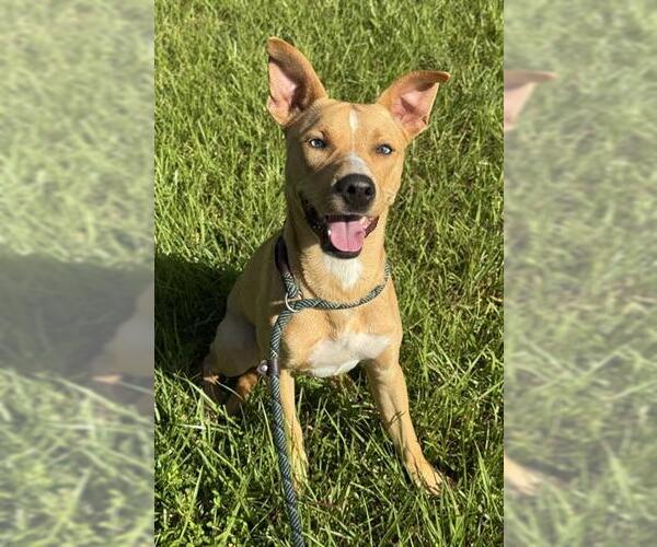 Medium Photo #1 Carolina Dog-Unknown Mix Puppy For Sale in Fort Lauderdale, FL, USA
