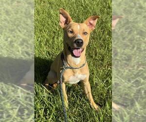 Carolina Dog-Unknown Mix Dogs for adoption in Fort Lauderdale, FL, USA