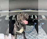Small #4 Labrador Retriever Mix