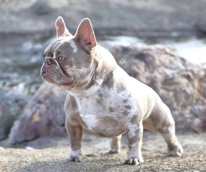Father of the French Bulldog puppies born on 05/05/2023