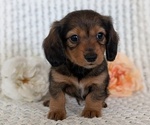 Small #4 Dachshund