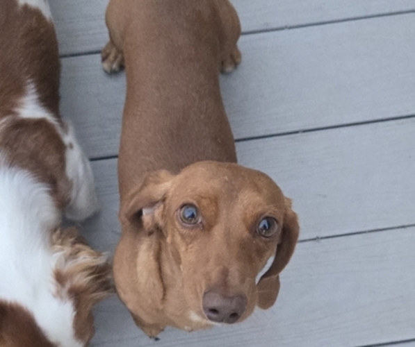 Medium Photo #1 Dachshund Puppy For Sale in COMMERCE, TX, USA