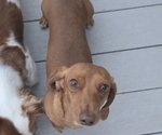 Small Photo #1 Dachshund Puppy For Sale in COMMERCE, TX, USA