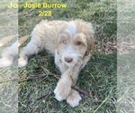 Puppy Josie Burrow Aussiedoodle