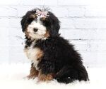 Small #3 Bernedoodle (Miniature)