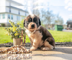 Small Photo #6 Saint Bernard Puppy For Sale in WEST FARMINGTON, OH, USA