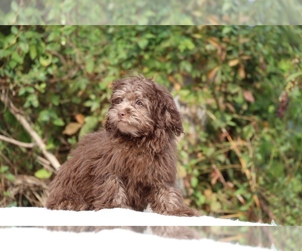 Medium Photo #16 ShihPoo Puppy For Sale in DYERSBURG, TN, USA