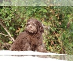 Small #15 ShihPoo