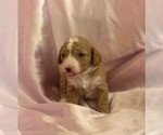 Small #9 Goldendoodle (Miniature)