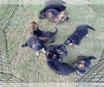 Small Photo #1 German Shepherd Dog Puppy For Sale in FAYETTEVILLE, NC, USA