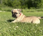 Small Photo #22 American Bully Puppy For Sale in PLAINFIELD, CT, USA