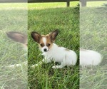 Small #4 Papillon