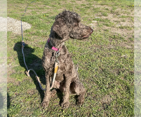 Medium Photo #2 Poodle (Standard)-Unknown Mix Puppy For Sale in Brooklyn, NY, USA