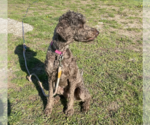 Small #1 Poodle (Standard) Mix