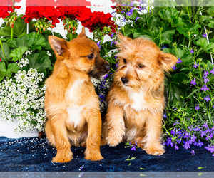 Yoranian Litter for sale in WAKARUSA, IN, USA