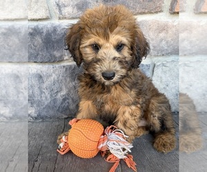 Whoodle (Miniature) Puppy for sale in MIDDLEBURY, IN, USA