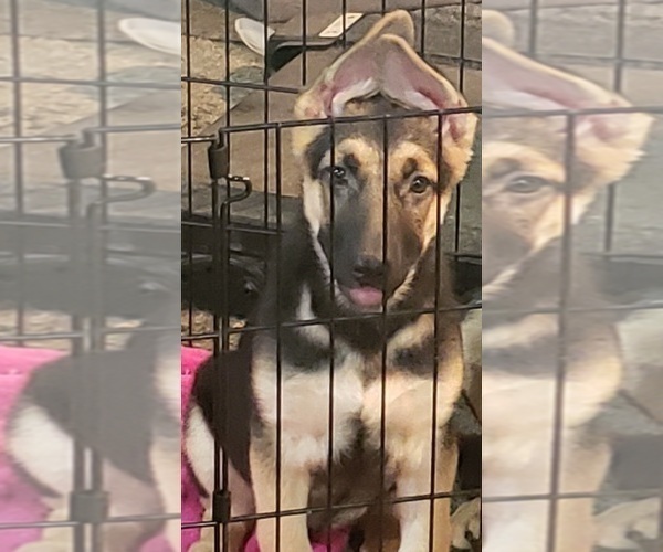 Medium Photo #3 German Shepherd Dog Puppy For Sale in FORT WORTH, TX, USA