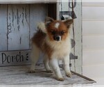 Small Photo #3 Pomeranian Puppy For Sale in FREDERICKSBURG, OH, USA