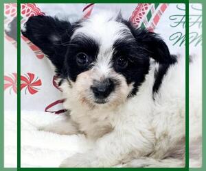 YorkiePoo Puppy for sale in TAYLOR, TX, USA