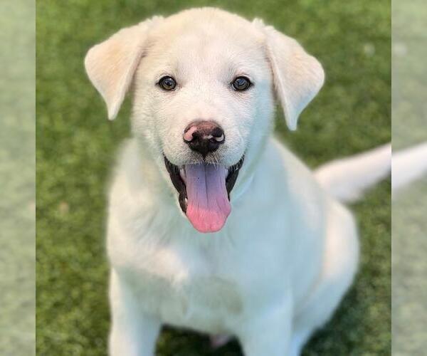Medium Photo #2 Labrenees Puppy For Sale in San Diego, CA, USA