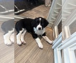 Small #3 Australian Shepherd-Bernedoodle Mix