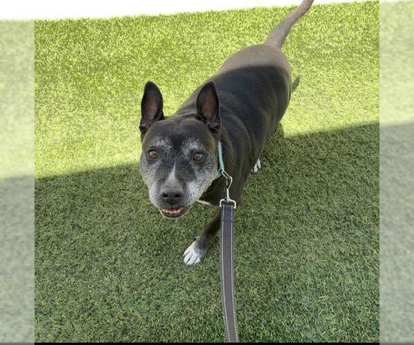 Medium Photo #1 Mutt Puppy For Sale in Las Vegas, NV, USA