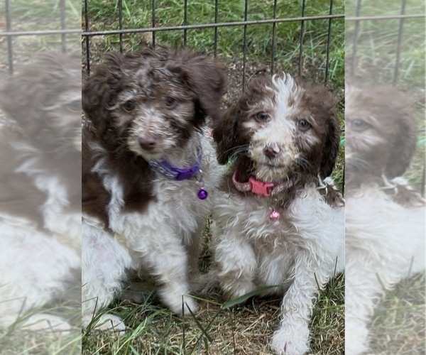 Medium Photo #1 Maltipoo (Miniature) Puppy For Sale in VENETA, OR, USA