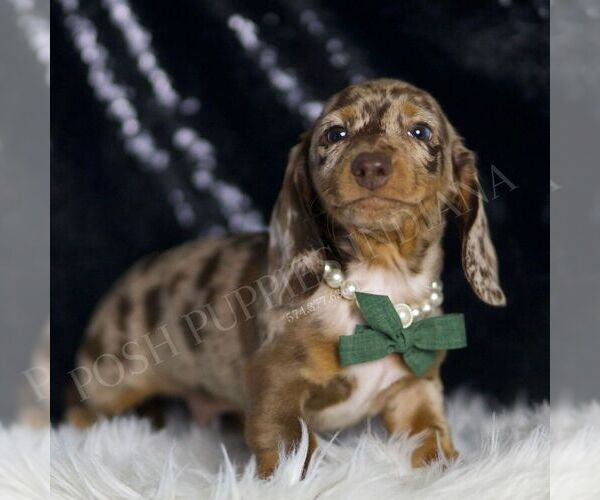 Medium Photo #3 Dachshund Puppy For Sale in WARSAW, IN, USA