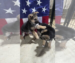 Lily 7617 - Female German Shepherd Dog Dog for Adoption - Photo #3