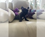 Small #3 French Bulldog